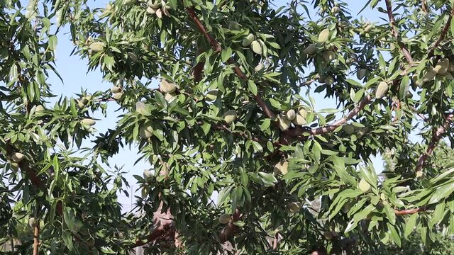 Almendras madurando en el almendro en el mes de junio