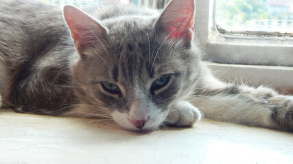  A rural grey and white cat resting on the windowsill                     