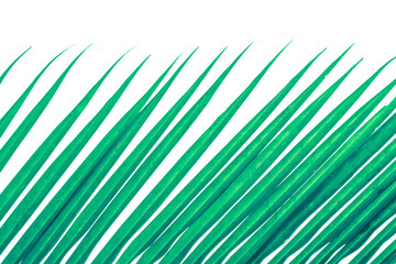 Obraz premium green palm leaves from above on a white background,printable template