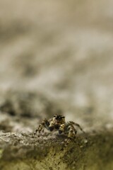araña saltadora