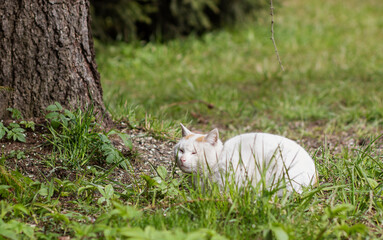 fluffy cat posing outdoors. homeless white cat posing by the tree