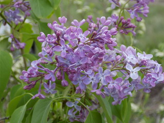Sunny day. Fragrant lilac bushes are blooming.