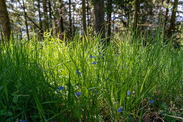 Beautiful illuminated grass in the middle of the forest