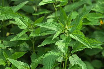 Background from nettle with fluffy green leaves. Nettle growing in the forest under bright sunshine.