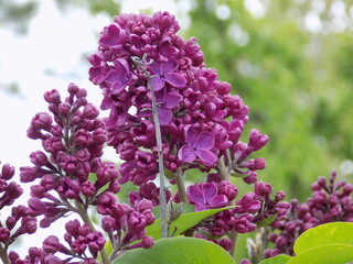 lilac flowers in the garden