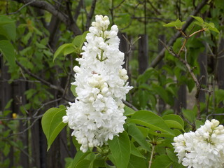A sunny spring day. Lush inflorescences of white lilac.