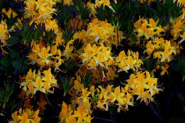 The magnificent nature of the Black Sea