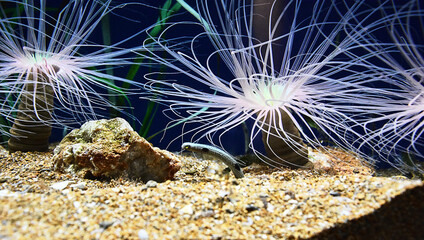 Garden eel surrounded by anemones