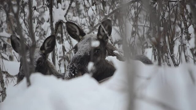 moose calf and mother in winter forest