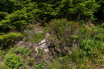 Broken tree in the middle of green leafs and plants