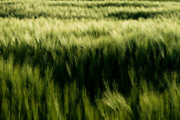 Organic green wheat. Macro image.