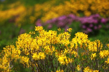 The magnificent nature of the Black Sea