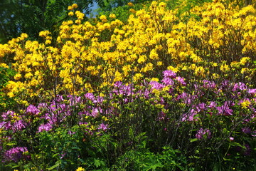 The magnificent nature of the Black Sea