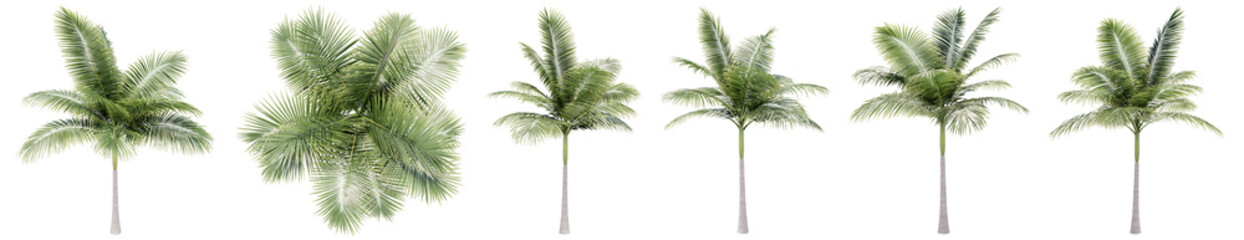 Fototapeta na wymiar Set or collection of green palm trees isolated on white background. Concept or conceptual 3d illustration for nature, ecology and conservation, strength and endurance, force and life