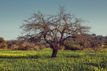 Dry lonely tree on a spring blossom field