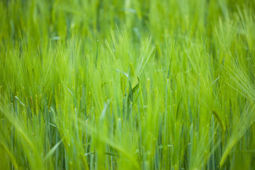 Organic green wheat. Macro image.