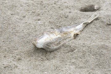 ビーチに死んだ魚