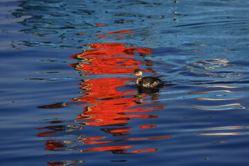 THE GRUFF BIRD OF THE SEA, THE CORMORANT AND REFLECTION