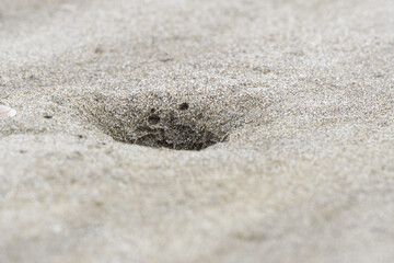Fototapeta na wymiar 蟹の巣穴　砂浜