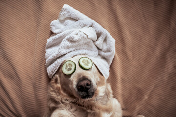 dog with towel on his head and cucumber in his eyes giving himself a beauty session - 356464672