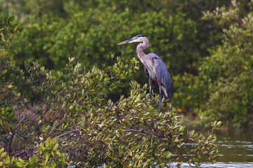great blue heron ardea cinerea