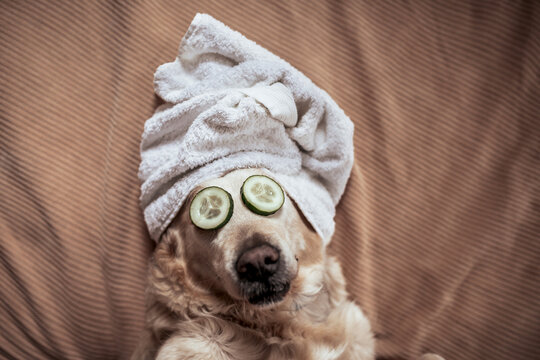dog with towel on his head and cucumber in his eyes giving himself a beauty session