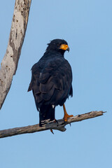 black eagle on a branch
