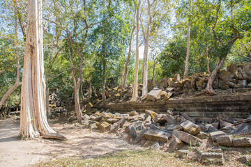 Beng Mealea temple ruins and banyan tree, the Angkor Wat style located east of the main group of temples at Angkor, Siem Reap, Cambodia.