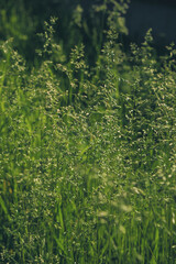 green grass and water drops