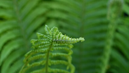 Fern close-up photo
