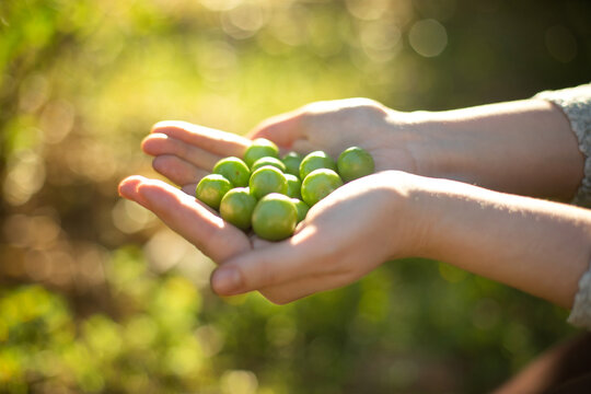 Handful of fresh green plums on outdoor.