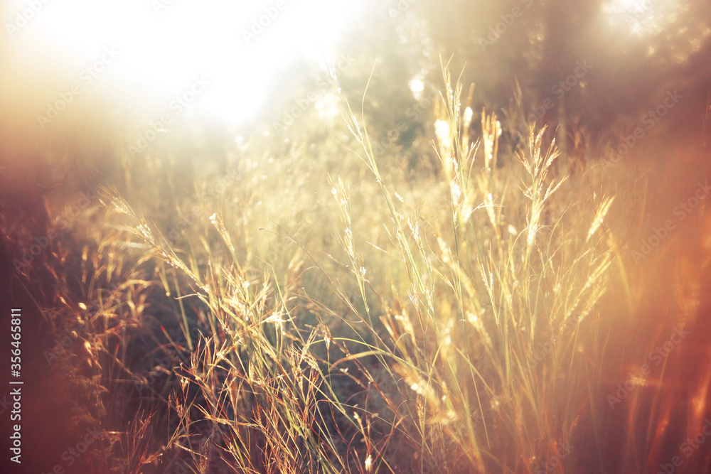 Wall mural abstract dreamy photo of forest meadow at sunset