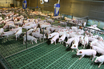 Farming raising and breeding of domestic pigs