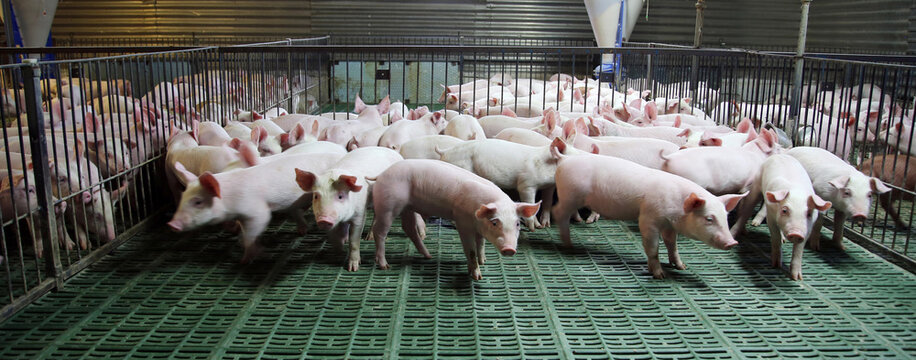 Farming raising and breeding of domestic pigs