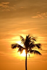 Fototapeta na wymiar A palm tree against the background of a beautiful sunrise rich in colours