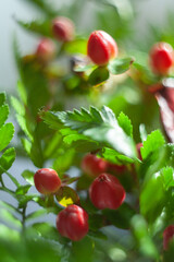 Red berry hypericum with green leaves in bouquet