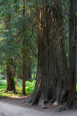 Western Red Cedars in Montana