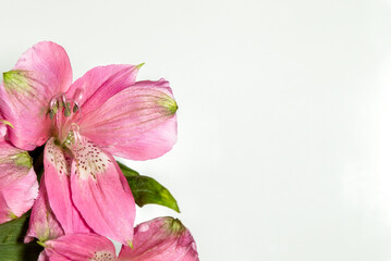 Fototapeta premium Lily flowers on white background. Flat lay, copy space