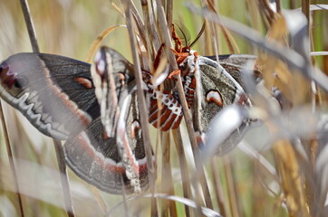 Cecropia moths mating in the wild. Cecropia moths are the largest moths in North America.