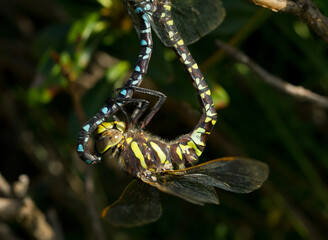 Common hawker,Odonata,Dragonflies, Aeshna juncea,copula