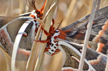 Cecropia moths mating in the wild. Cecropia moths are the largest moths in North America.