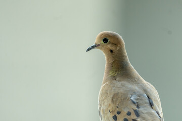 pigeon on the wall