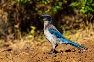 blue jay bird