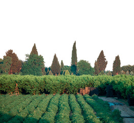 peach field and tiny forest plants
