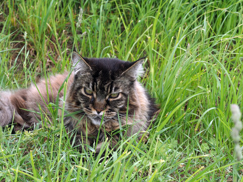Katze liegt im hohen Gras
