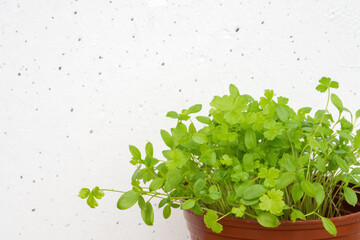 Parsley sprouts in brown pot on white concrete wall background. Growing micro greens at home