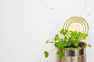 Parsley sprouts in tin can on white concrete wall background. Growing micro greens at home, copy space.