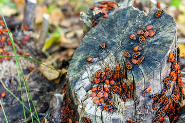 Group of firebug, Pyrrhocoris apterus on stump. Copy space, selective focus.