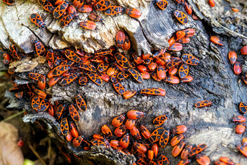 The group of firebug, Pyrrhocoris apterus on tree trunk. Close-up, selective focus.