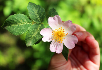 Rosehip flower in a female hand in the summer. Blooming wild rose.
